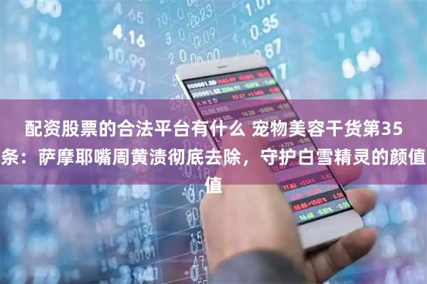 配资股票的合法平台有什么 宠物美容干货第35条：萨摩耶嘴周黄渍彻底去除，守护白雪精灵的颜值